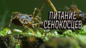Питание сенокосцев. Фауна Беларуси / Микропланета