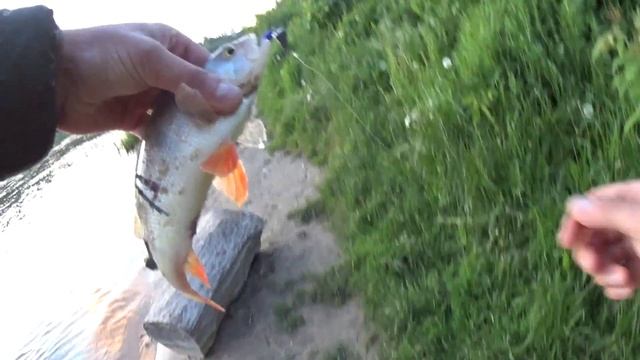 Ловля голавля и жереха на джиг смотреть онлайн