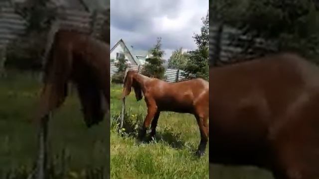 VID 20210613 WA0006 1 Восточные козы. Козы Камори.Битал смотреть онлайн