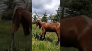 VID 20210613 WA0006 1 Восточные козы. Козы Камори.Битал