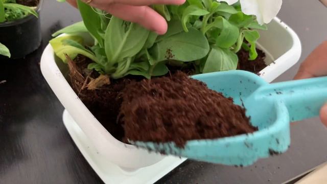 How To Collect Petunia Seeds| Petunia Care &Pruning|Gardening Tips | Mom Life Journal смотреть онлайн