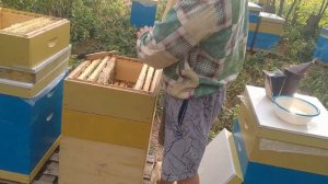 Отбираем мед с подсолнуха,8 июля 2022 года!отстройка вощины!