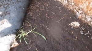 Дендробена в компостной яме .