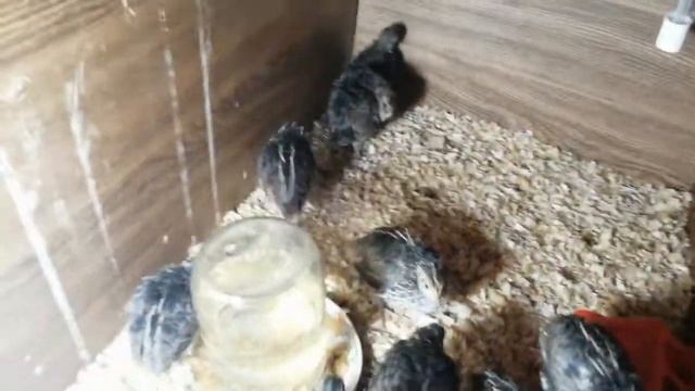 Содержание перепелов смотреть онлайн