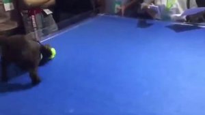 Умная Интерактивная Игрушка для Собак