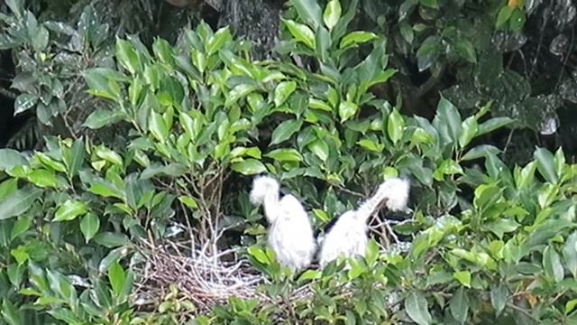 Little egret/ Egretta garzetta looking after their house and eggs小白鷺守著家 смотреть онлайн