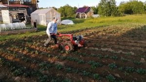 Окучивание картофеля мотоблоком МТЗ.