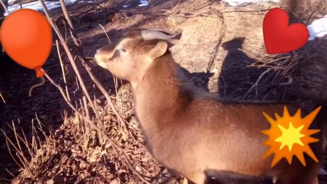 Настоящая Камерунская Карликовая Коза ? смотреть онлайн