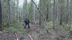 Испытания гончих