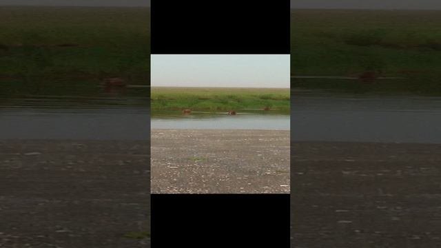 Камчатка