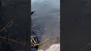 Село Козлаковка Саратовская обл.