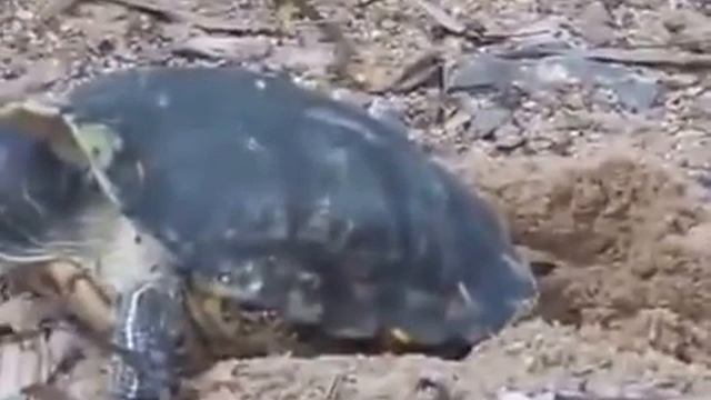 Tortoise teaching to his family members how to walk without rest 2015 смотреть онлайн