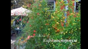 Вьющиеся растения для сада, беседки и забора  Фото и названия