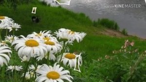 Наташка - ромашка.