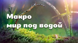 Макро мир под водой / Macro world under water