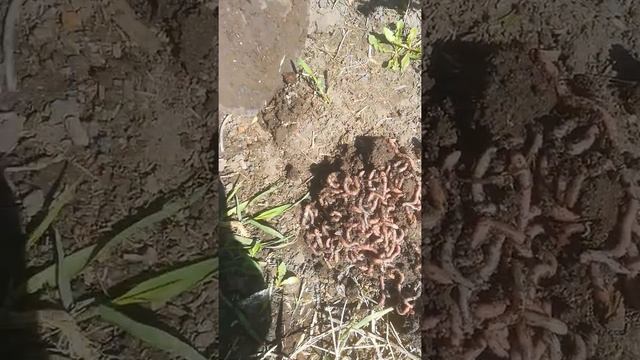 Где лучше копать червей для рыбалки смотреть онлайн