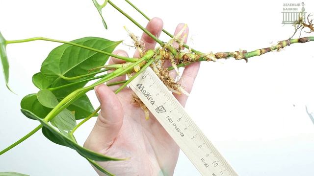 ПРЕОБРАЗИЛА ВЫТЯНУТЫЙ АНТУРИУМ/ ДО и ПОСЛЕ смотреть онлайн