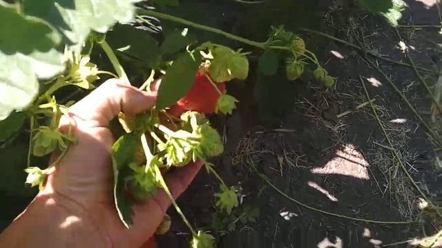 сорт клубники Джоли