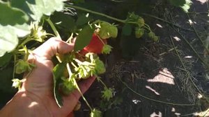 сорт клубники Джоли