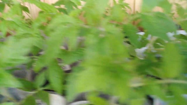 Замерзает Рассада на Балконе. Ещё все спят, а я Обзоры провожу. И бу-бу-бу, бу-бу-бу. смотреть онлайн