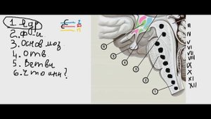 Как выучить черепные нервы  Часть 1