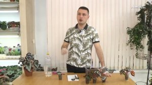 Как вырастить бегонию из листа