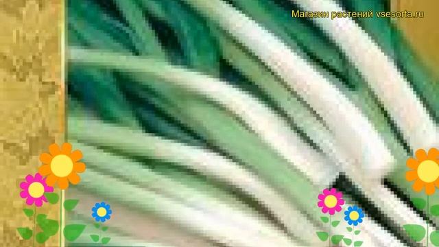 Лук батун Русский зимний. Краткий обзор, описание характеристик, где купить семена Russkiy zimniy смотреть онлайн