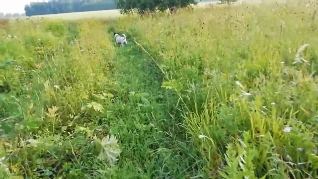 Сибирь, заготовка трав, для чая. ?? смотреть онлайн