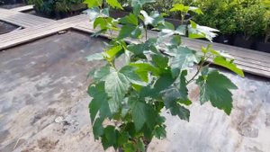 Смородина С3/C5