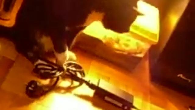 Животные SmartTrip.ru, Кот Ксений смотреть онлайн