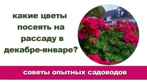 Какие цветы лучше сеять на рассаду в декабре-январе?