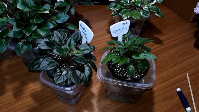 ??? Фиалки Трейлеры. Особенности и формировка смотреть онлайн