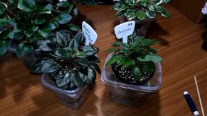 ??? Фиалки Трейлеры. Особенности и формировка