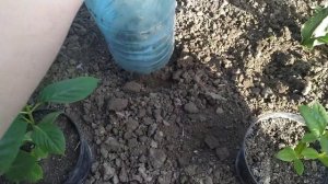 зимовка маленьких саженцев гортензии и рододендрона