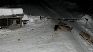 Волки в деревне съели собаку (НЕ КЛИКБЕЙТ)