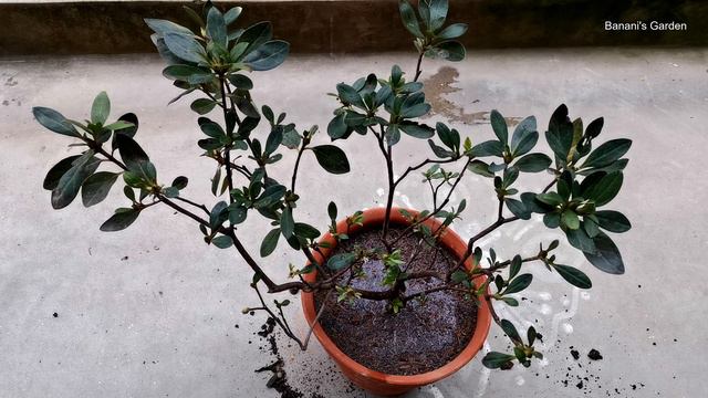 How to grow and take care Azalea Plant in pot | Potting Mix for Azalea | Banani's Garden смотреть онлайн