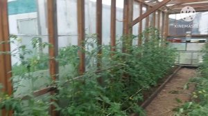 1901. Дела ОГОРОДНЫЕ. Теплица и КАЧЕЛИ с БАССЕЙНОМ!