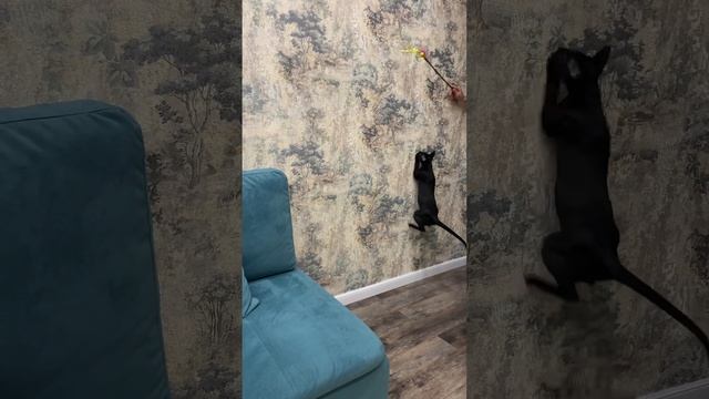 Ориенталы ?⬛?Развлекаем котиков