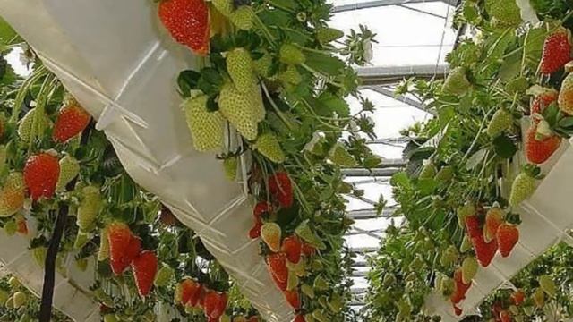 Выращивание Клубники в теплице круглый год как бизнес идея