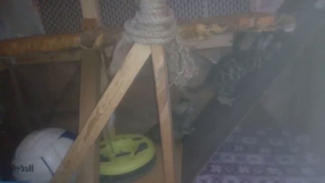 играем в ляпки.Золото бенгалов, питомник бенгальских кошек Екатеринбург, бенгальские кошки смотреть онлайн