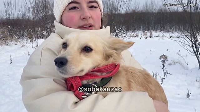 Крошечная Лили попала в приют, спасите малышку, заберите домой! Проект Собака Юзао. Приют «Щербинка