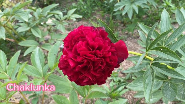 My impressive peonies collection. Beauty in Ukrainian garden: Lorelei, Bartzella, Pastelegance more