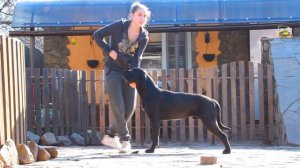 Кане Корсо  хендлинг, свободная стойка