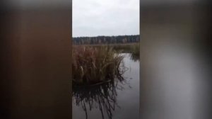 Мотор-весло. Болотоход.