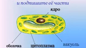 Презентация Строение клетки основа жизни всего живого
