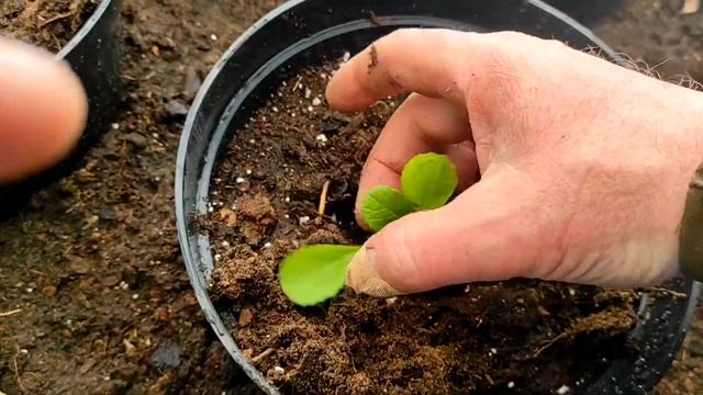 Показываю, как вырастить Пекинскую Капусту в горшке смотреть онлайн