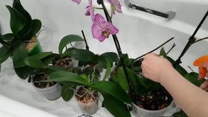 Как и чем обрабатывать орхидеи от вредителей в горшке?. Насекомые в грунте у орхидеи. Фитоверм