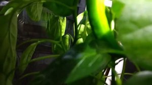 КАК ВЫРАСТИТЬ ПЕРЕЦ НА ПОДОКОННИКЕ ДОМА  ДОМАШНИЙ ПЕРЕЦ