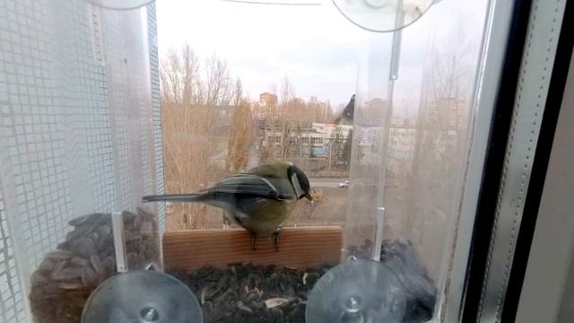 Синичкин день смотреть онлайн