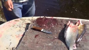 ? Нож для разделки рыбы, не филейный, нож д.Толи, таежного рыбака
